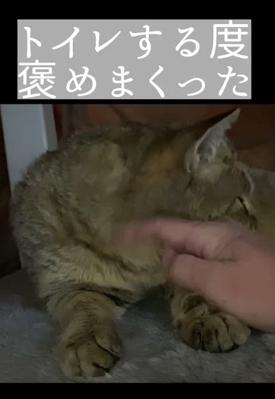 トイレするたび元野良猫を褒めてたらこうなった