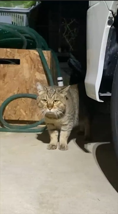 トイレするたび元野良猫を褒めてたらこうなった