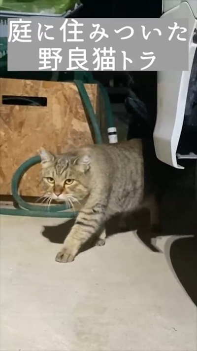 トイレするたび元野良猫を褒めてたらこうなった