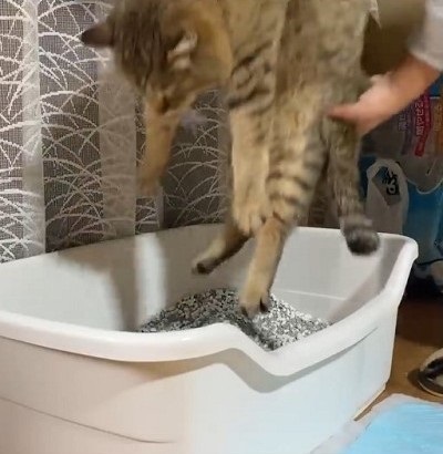 トイレするたび元野良猫を褒めてたらこうなった