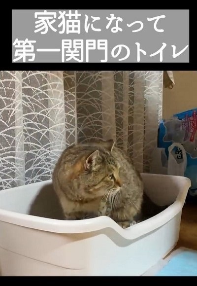 トイレするたび元野良猫を褒めてたらこうなった