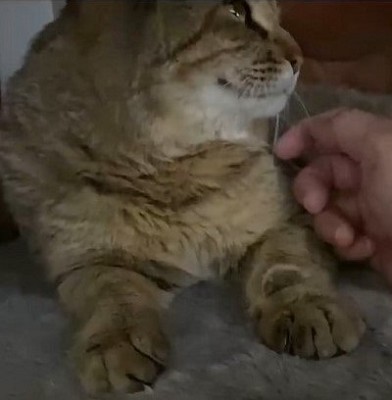 トイレするたび元野良猫を褒めてたらこうなった