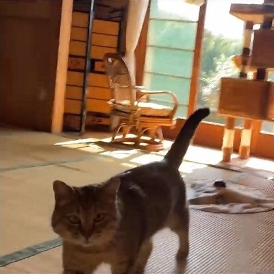 トイレするたび元野良猫を褒めてたらこうなった