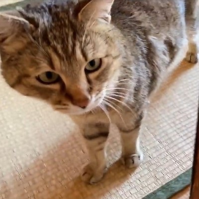 トイレするたび元野良猫を褒めてたらこうなった