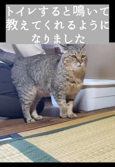 トイレするたび元野良猫を褒めてたらこうなった
