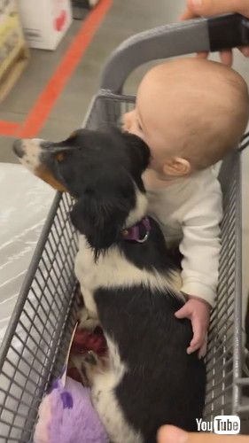 「Dachshund and Baby Are Best Buds || ViralHog」
