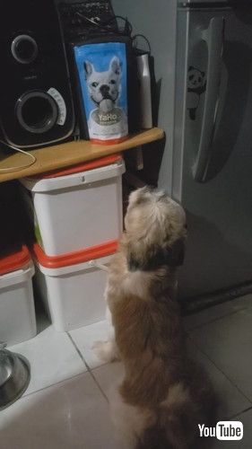 立ち上がるワンコ