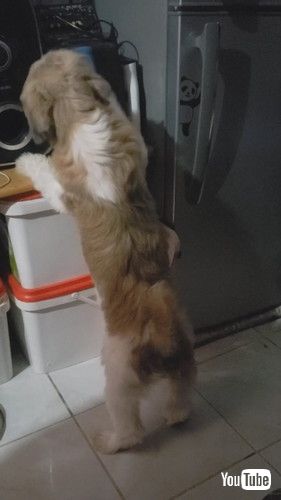 パシパシするワンコ