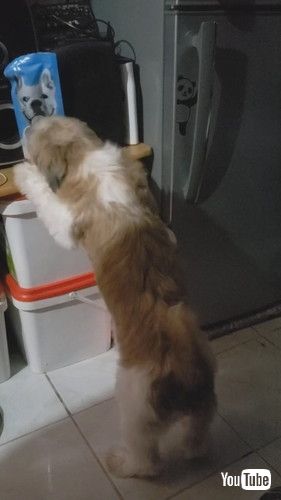 頭ぐりぐりするワンコ