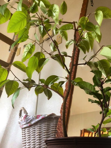 スーパーで買った野菜や果物の種を植えたら立派に育った