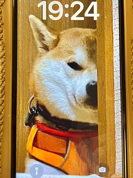 息子さんが待ち受けにしている柴犬