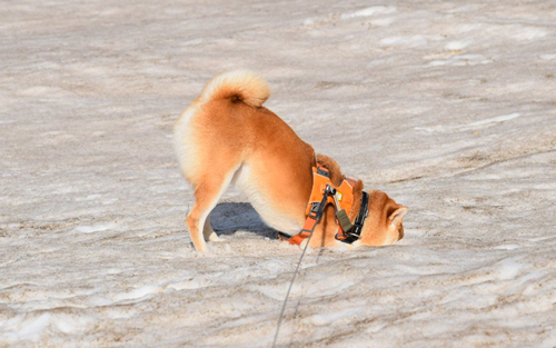 雪にはしゃぐ柴犬