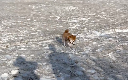 雪にはしゃぐ柴犬