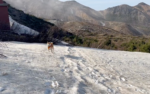 雪にはしゃぐ柴犬