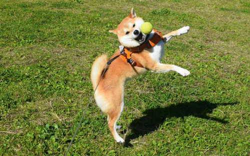 うまくいかないボールキャッチ