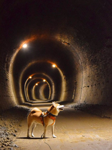 トンネルと柴犬
