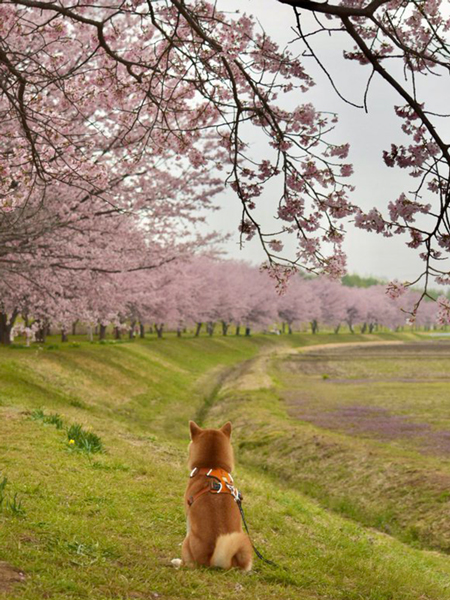 桜と柴犬