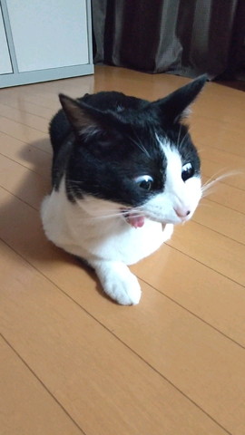 あくびしてる猫