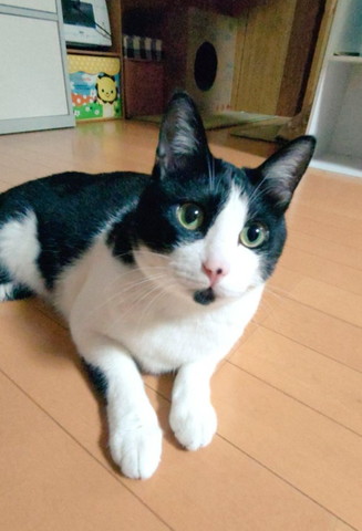 伏せしてるハチワレ猫