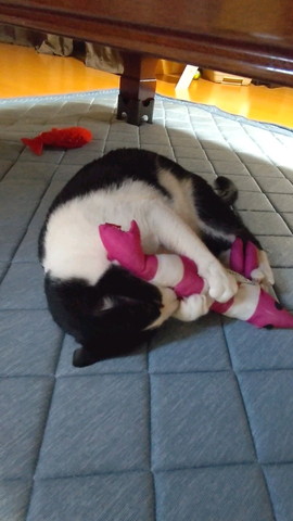 蹴りぐるみと猫