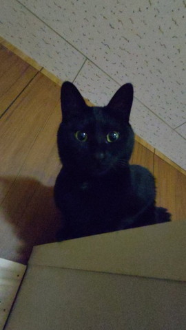 高い所から見てる黒猫