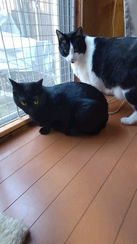 窓際で振り返る猫2匹