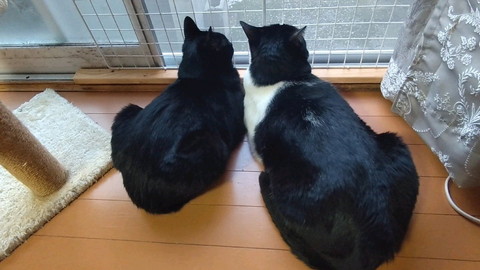 窓眺める猫後ろ姿