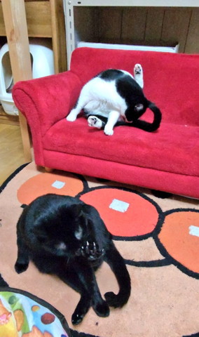 毛づくろいする猫2匹