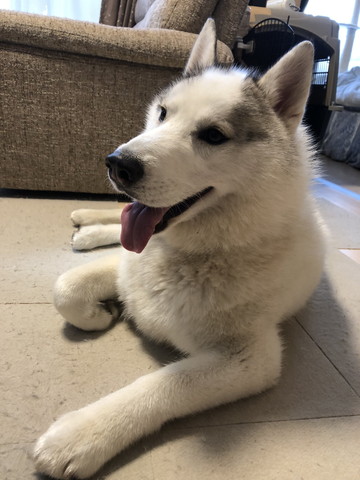 笑顔のワンコ横顔