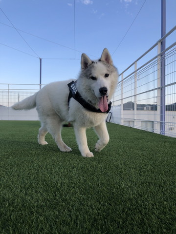 芝生にいるワンコ正面舌出してる
