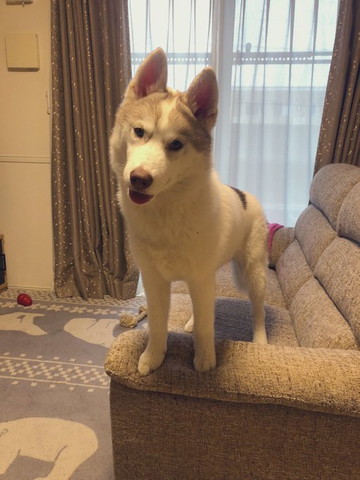 ソファで立ってるワンコ