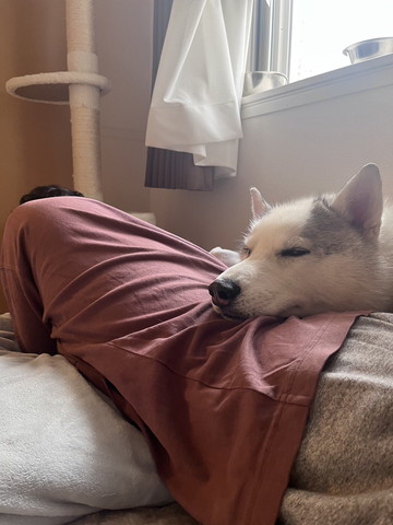 飼い主の腰に顔乗せるワンコ