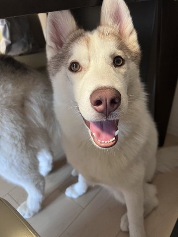 笑顔ワンコアップお座り