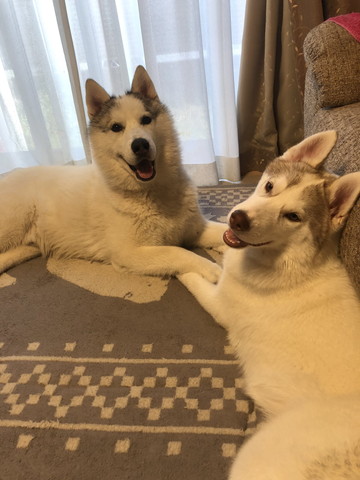 伏せして見上げるワンコ2匹