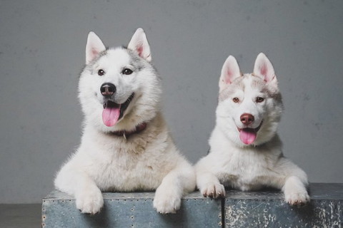 写真館で撮影ワンコ2匹