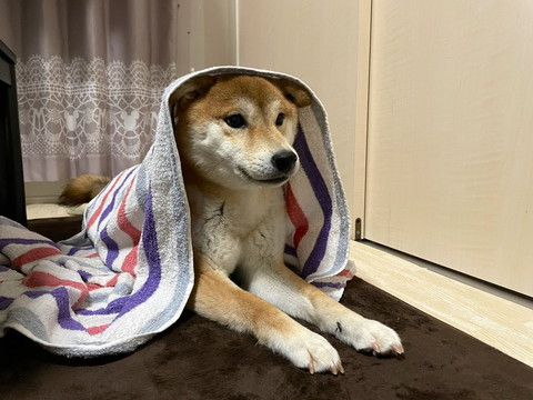 タオルかぶってる柴犬