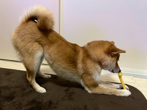お尻あげてる柴犬横から