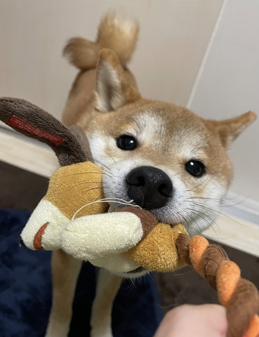 おもちゃくわえてるワンコ