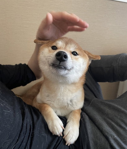 なでられ待ちワンコヒコーキ耳