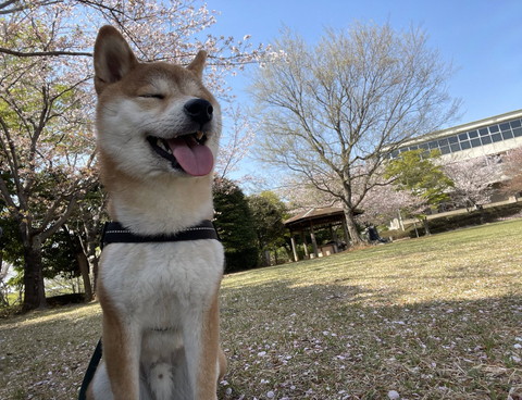 桜と幸せそうなワンコ