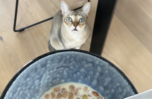 猫の表情トリミング画像