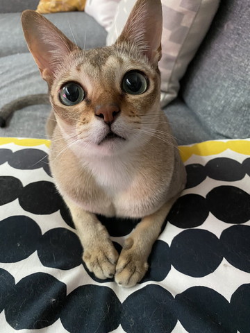 シンガプーラアップ