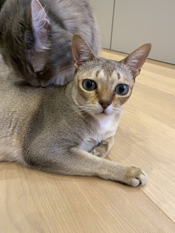 猫に猫吸いされる猫