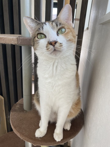 三毛猫のお座り画像