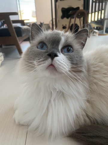 ラグドールの画像