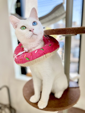 オッドアイ白猫の画像