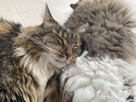 猫を枕にする猫