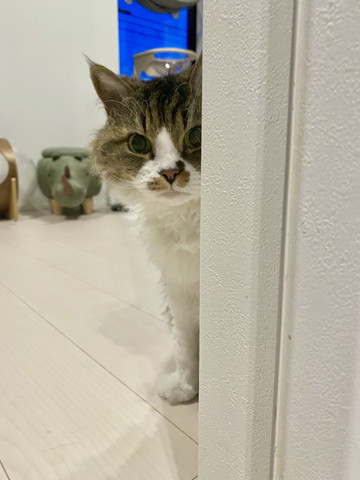 のぞいてる猫ちゃん