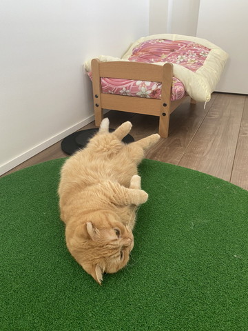 ヘソ天猫とベッド