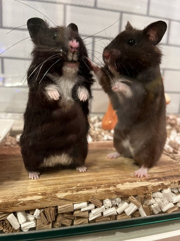 人形とハムスター